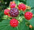 Black Raspberries - (Rubus occidentalis)