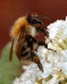 Thumbnail for version as of 08:06, 9 June 2007