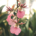 Thumbnail for version as of 14:13, 5 July 2007