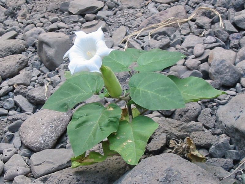 File:Flower of Tenerife- Datura-6260.jpg