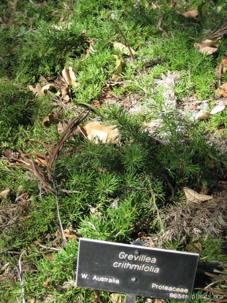 File:Grevillea crithmifolia-IMG 0682 hunt07.jpg
