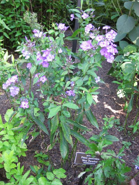 File:IMG 0090 nybg09.jpg