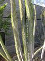 Thumbnail for version as of 08:02, 26 November 2009