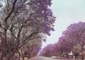 Jacaranda trees