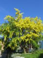 Laburnum tree in full flower.