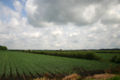Onion fields