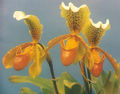 Thumbnail for version as of 10:27, 22 July 2007