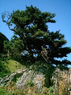 Podocarpus latifolius in the Drakensberg