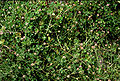 Trifolium microcephalum