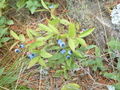 Thumbnail for version as of 17:38, 7 October 2007