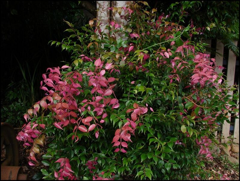 File:1022px-Syzygium luehmannii 3.jpg