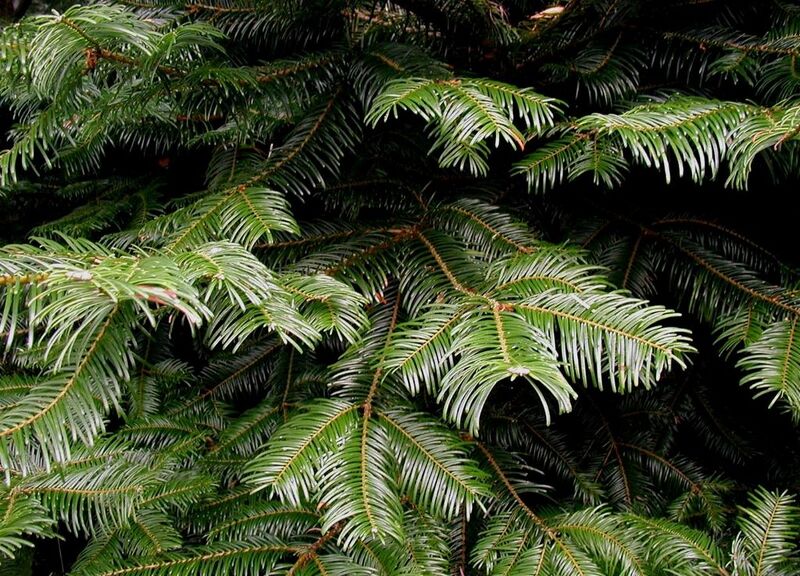File:1024px-Abies grandis needles.jpg
