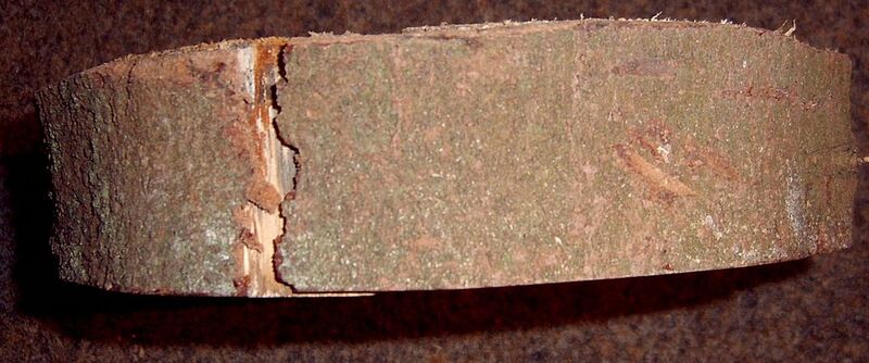 File:1024px-Abies nordmanniana bark.jpg