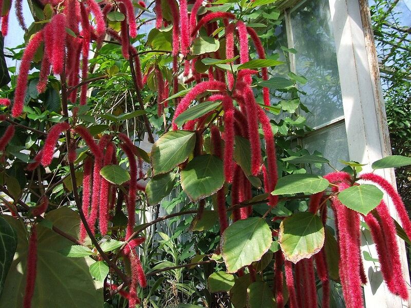 File:1024px-Acalypha hidpida a1.jpg
