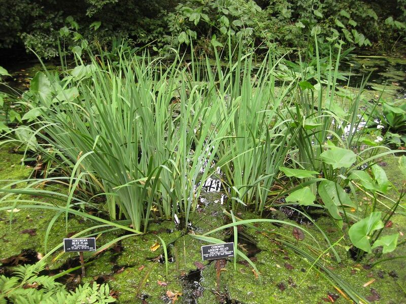 File:1024px-IMG 1437 bbg09.jpg