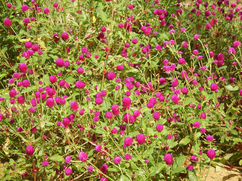 File:1280px-Gomphrena globosa 01.JPG