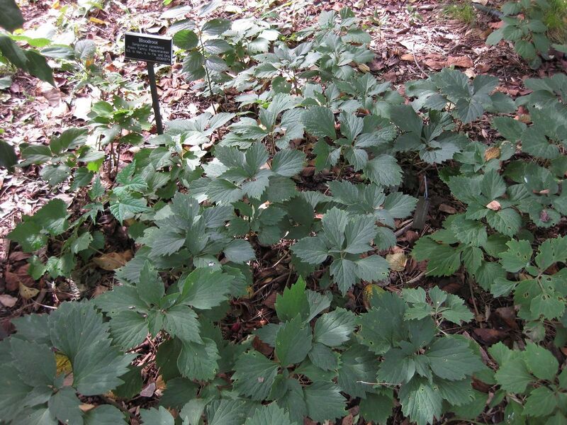 File:1280px-IMG 0692 bbg09.jpg