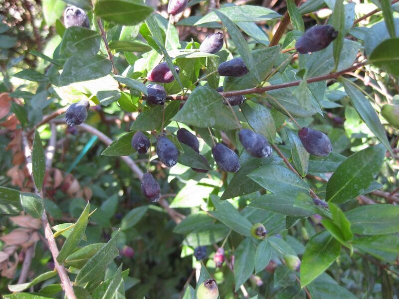 File:1280px-IMG 1844 hunt09oct.jpg