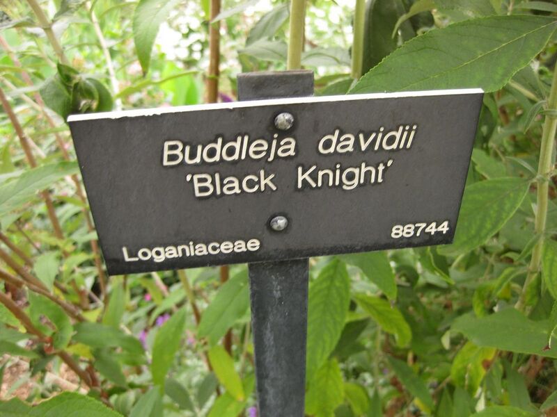 File:1280px-IMG 6866 hunt09jun.jpg