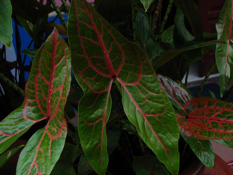 File:1280px-IMG 8107.JPG