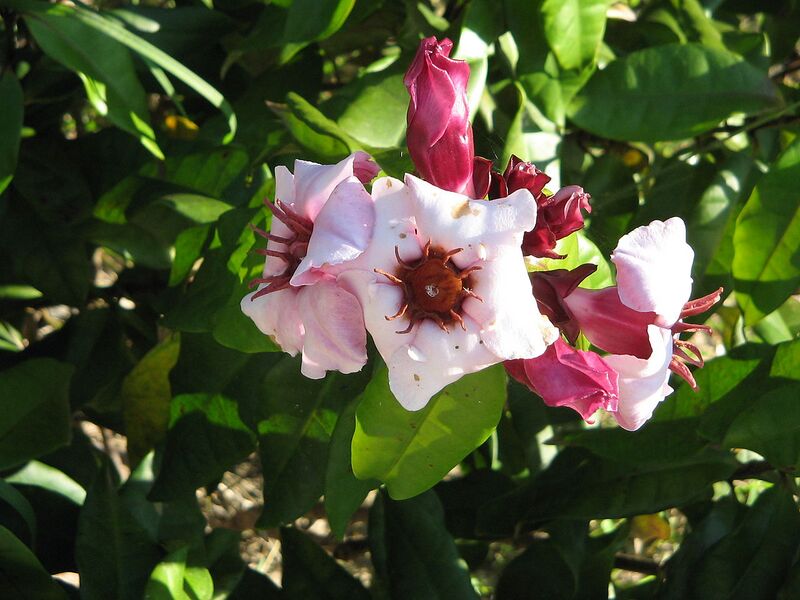 File:1280px-Strophanthus gratus1.JPG