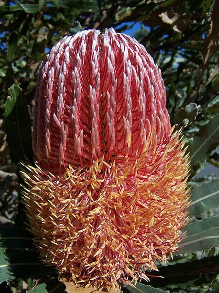 File:576px-Banksia menziesii 1 gnangarra.jpg