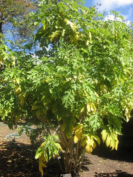 File:576px-IMG 1977 hunt0903.jpg