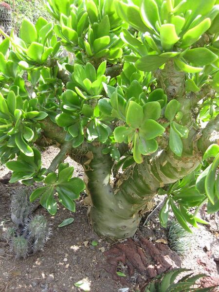 File:576px-IMG 4304 hunt0904.jpg