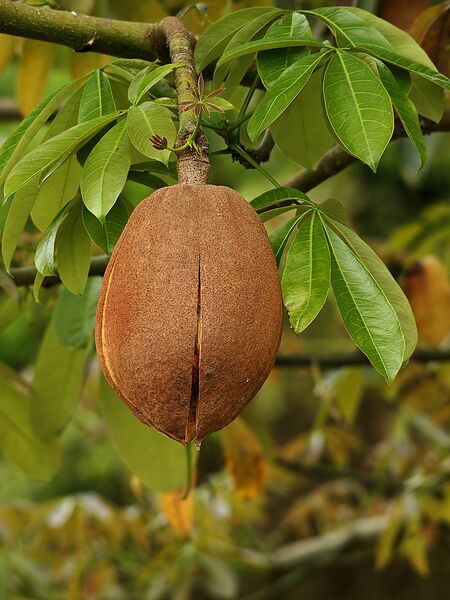 File:768px-Pachira aquatica (fruit).jpg
