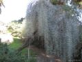 Acacia pendula (weeping acacia)