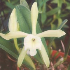 Rhyncholaelia glauca