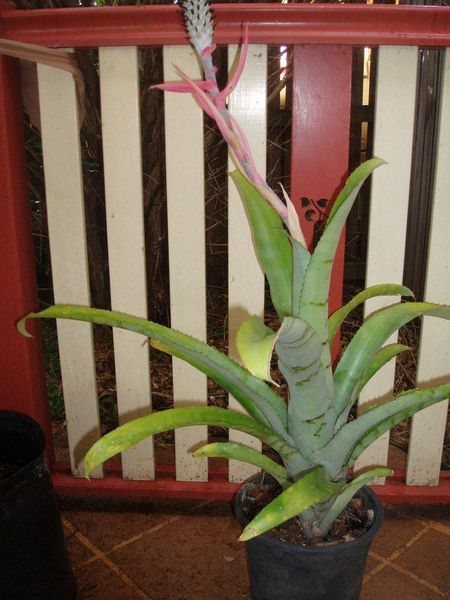 File:Brom-mariae-reginae 001.jpg