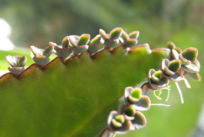 Young plants on leaf