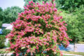 A 12ft (4m) Crape Myrtle in northern Maryland