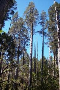 Patagonian Cypress