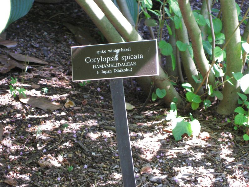 File:IMG 0326 nybg09.jpg