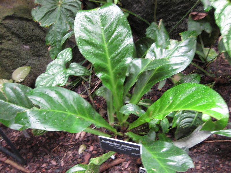 File:IMG 1213 bbg09.jpg