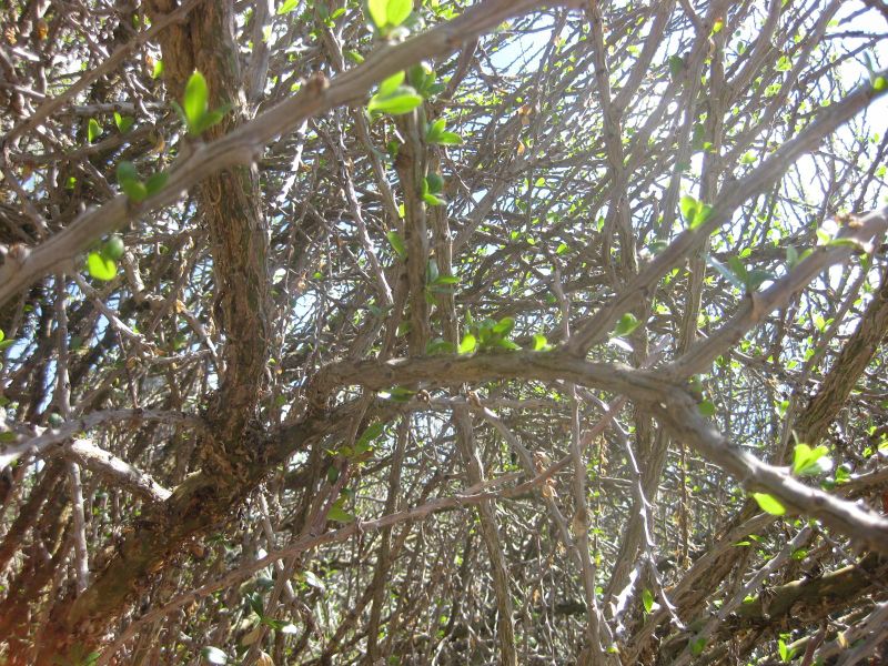 File:IMG 2212 hunt0903.jpg