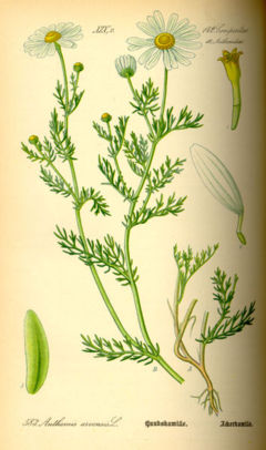 Corn chamomille (Anthemis arvensis)