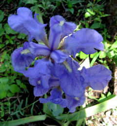 Iris of Costa Rica, Elevation 9000 ft.