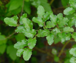 Nothofagus antarctica, foliage
