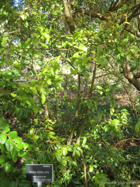 File:Ochna serrulata-mickey mouse plant-IMG 7271 sfbg0308.jpg