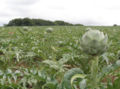Thumbnail for version as of 12:20, 21 June 2007