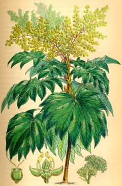Tetrapanax papyrifer