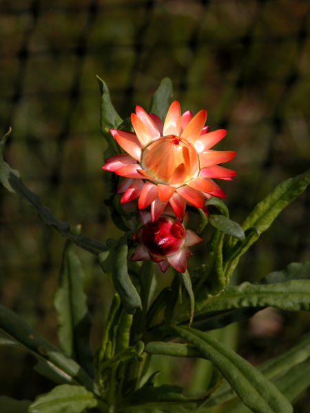 File:Xerochrysum bracteatum cultivar.jpg