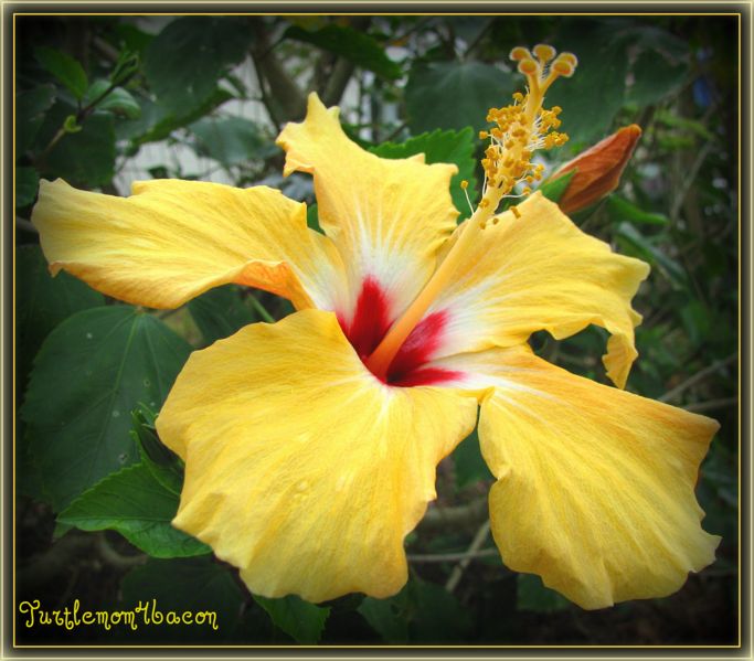 File:Yellow pinkeye-208.jpg