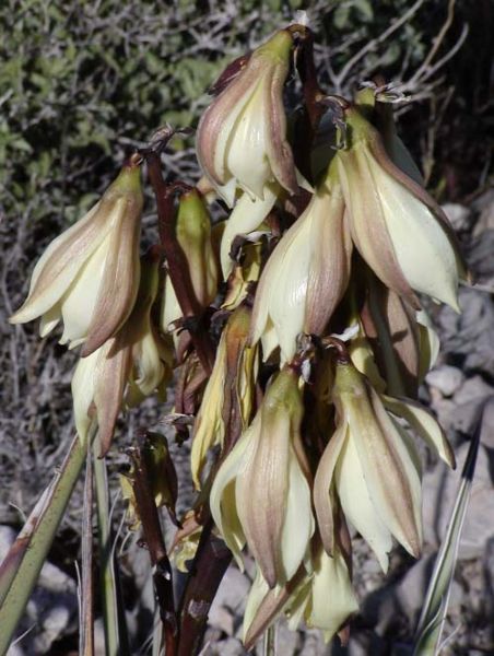 File:Yucca baccata close.jpg