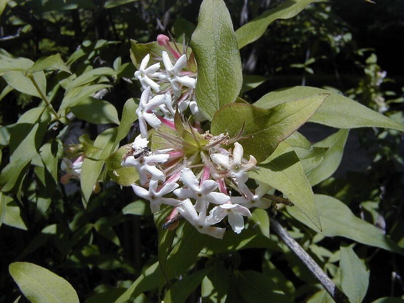 File:1024px-Abelia triflora.jpg