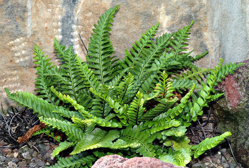 File:1024px-Asplenium marinum (aka).jpg