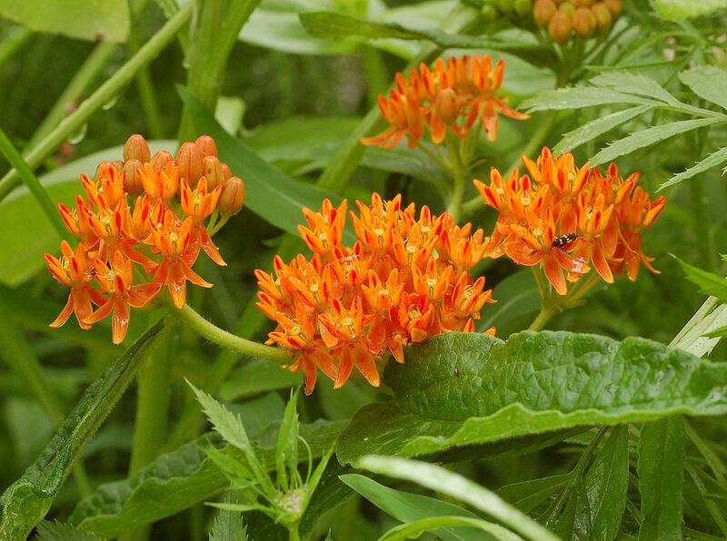 File:1024px-Butterfly Weed Asclepias tuberosa Striped.jpg